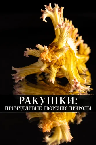 Ракушки: причудливые творения природы (2025)